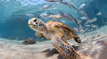 Pollution des océans : des gestes simples pour protéger les espèces menacées